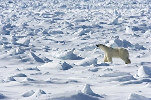 Images Dated 28th January 2000: Polar bear (Ursus maritimus) on pack ice