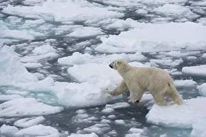Floating On Water Prints: Polar bear (Ursus maritimus), Polar Ice Cap, 81 degrees, north of Spitsbergen, Arctic