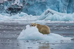 Hornsund Prints: Polar bear (Ursus maritimus) sitting on a piece of ice in front of a glacier