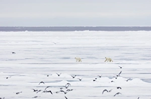 Flock Of Birds Prints: Polar bear (Ursus maritimus), Spitsbergen, Svalbard, Arctic, Norway, Europe