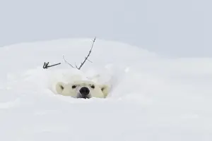 Manitoba Prints: Polar bear (Ursus maritimus), Wapusk National Park