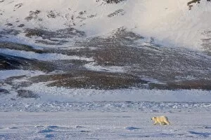 Images Dated 5th April 2008: Polar bear walking on the ice, Billefjord, Svalbard, Spitzbergen, Arctic