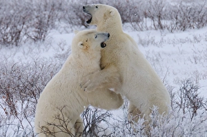 Manitoba Prints: Polar bears sparring, Churchill, Hudson Bay, Manitoba, Canada, North America
