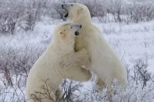 Confrontation Gallery: Polar bears sparring, Churchill, Hudson Bay, Manitoba, Canada, North America