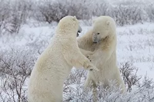 Confrontation Gallery: Polar bears sparring, Wapusk National Park, Manitoba, Canada, North America