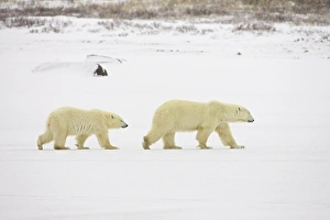 Manitoba Prints: Polar bears (Thalarctos maritimus), mother walking with cub, Churchill