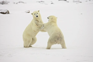 Authority Prints: Two polar bears (Thalarctos maritimus) playing, Churchill, Manitoba, Canada