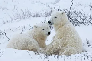 Manitoba Prints: Polar bears (Ursus maritimus), Churchill, Hudson Bay, Manitoba, Canada, North America