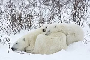Endangered Species Gallery: Polar bears (Ursus maritimus), Churchill, Hudson Bay, Manitoba, Canada, North America