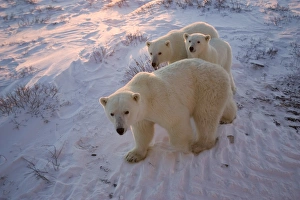 Polar bears (Ursus maritimus), Churchill, Hudson Bay, Manitoba, Canada, North America