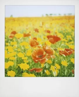 Botanical Gallery: Polaroid of field of poppies and yellow wild flowers