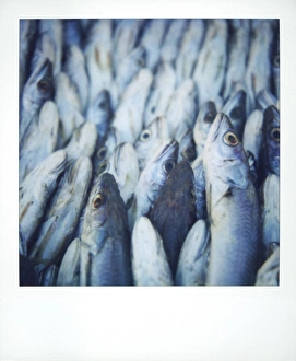 Photographic Techniques Prints: Polaroid image of fish on sale in fish market