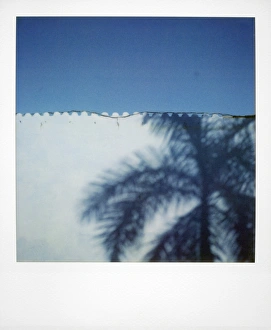 Polaroid Prints: Polaroid of shadow of palm tree on painted blue wall, Plaza Mayor, Trinidad