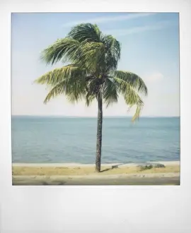 Polaroid Prints: Polaroid of single palm tree with Caribbean Sea in background, Cienfuegos