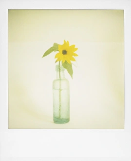 Polaroid Prints: Polaroid of single sunflower in old green glass bottle