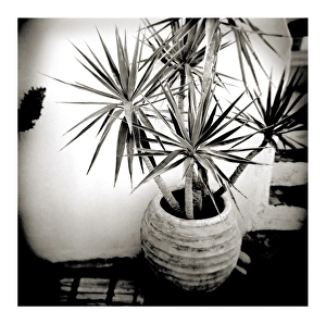 Polaroid Prints: Polaroid of small palm in plantpot