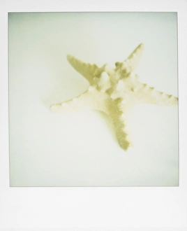Star Fish Prints: Polaroid of starfish on white background