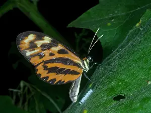 Entomology Prints: Polymnia tigerwing, Mechanitis polymnia