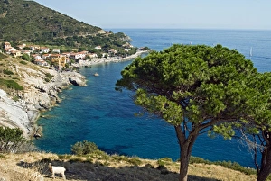 Elba Prints: Pomonte, Isola d Elba, Elba, Tuscany, Italy, Europe
