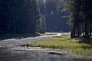 Pond among evergreens with morning fog