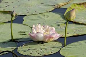 Green Colour Prints: Pond filled with lotus, Tamil Nadu, India, Asia