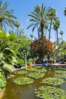 Lily Pad Prints: Pond and palm tree, Majorelle Gardens (Gardens of Yves Saint-Laurent)