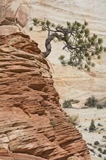 Ponderosa pine on sandstone cone, Zion National Park, Utah, United States of America