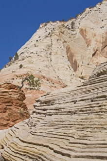 Images Dated 13th November 2007: Ponderosa pine on sandstone, Zion National Park, Utah, United States of America