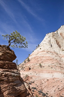 Images Dated 16th November 2007: Ponderosa pine tree, Zion National Park in autumn, Utah, United States of America