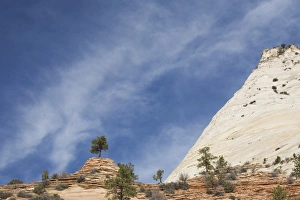 Images Dated 16th November 2007: Ponderosa pine tree, Zion National Park in autumn, Utah, United States of America
