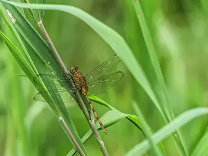 Wetlands Prints: Pondhawks from the Genus Erythemis