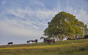 Ponies on farmland with an ash tree in the background, on the edge of the East Okement