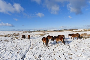 Working Animals Prints: Ponies forage for food in the snow on the Mynydd Epynt moorland