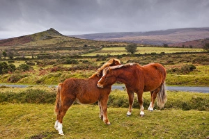 Dartmoor Prints: Two ponies in the wilds of Dartmoor, Devon, England, United Kingdom, Europe