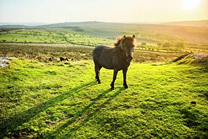 From The Front Prints: Pony in Dartmoor National Park, Devon, England, United Kingdom, Europe