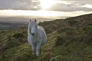Moor Prints: Pony in evening light on Dartmoor, Dartmoor National Park, Devon, England, United Kingdom