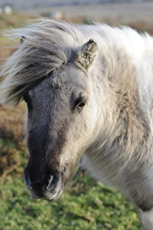 Animal Head Prints: Pony on windy day, Dartmoor, Devon, England, United Kingdom, Europe
