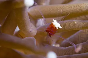 Crustacean Prints: The popcorn shrimp (Periclimenes kororensis) in fungid coral (Heliofungia actiniformis) (mushroom coral)