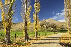Images Dated 28th April 2010: Poplar alley, Omarama Valley, Canterbury, South Island, New Zealand, Pacific