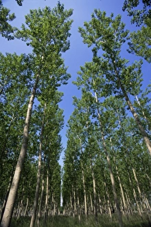 Poplar Prints: Poplar grove