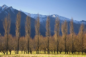 Arranging Prints: Poplar trees