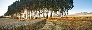 Charente Prints: Poplar trees, Chillac, Charente, France, Europe