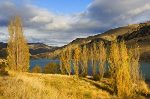 Central Otago Prints: Poplar trees and Lake Dunstan
