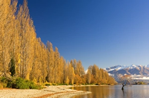 Poplar trees at Lake Wanaka
