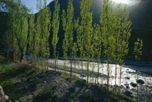 Caspian Prints: Poplars, Caspian area