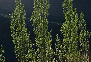Caspian Prints: Poplars, between the Caspian and Elburz Mountains