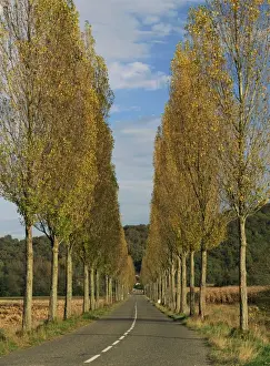 Les Landes Prints: Poplars on both sides of an empty rural road near St. Mont, Les Landes