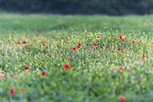 Poppy Prints: Poppies blooming in the fields, Umbertide, Umbria, Italy, Europe