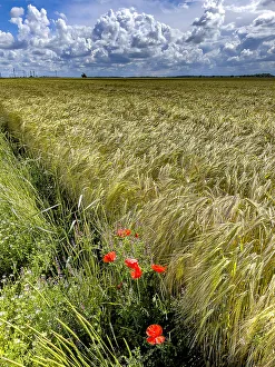 Pastures Prints: Poppies and field under a cloudy sky in Eure, Normandy, France, Europe