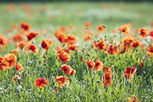 York Collection: Poppies in a field of Flax near Easingwold, York, North Yorkshire, England